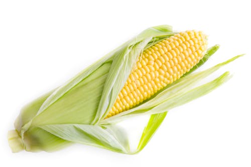Free Yellow Corn Stock Photo