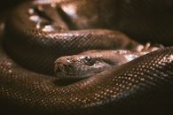 Brown and Black Snake in Close Up Photography