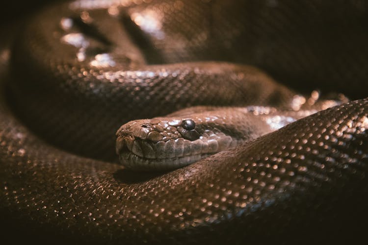 Close-up Of A Coiled Snake