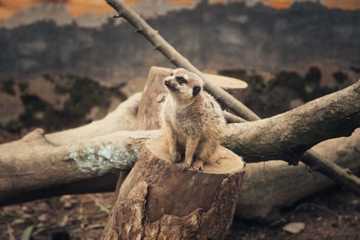 A Meerkat over a Cut Tre Trunk
