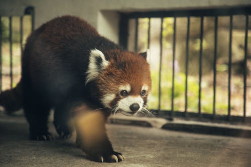Free Close-Up Shot of Red Panda Walking Stock Photo