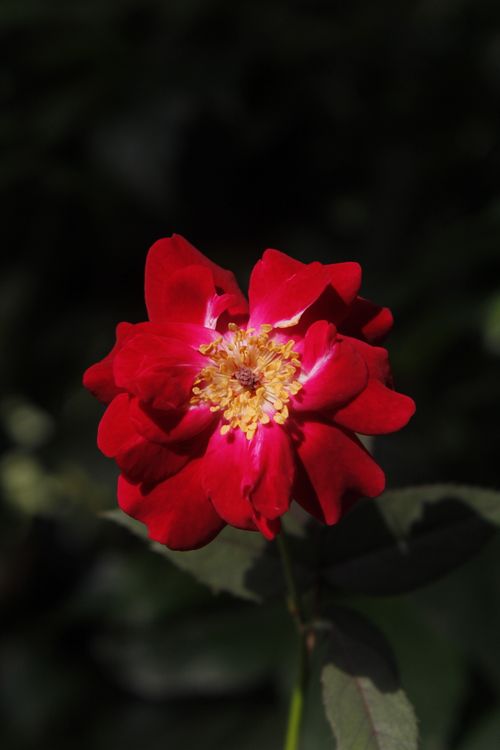 Free Close-up of a vibrant red rose in full bloom, showcasing delicate petals against a lush green background. Stock Photo