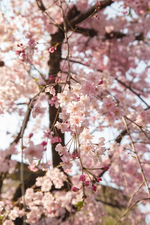 Thin branches of blooming sakura with gentle pink flowers growing on tree in garden with blurred background in sunny nature