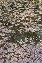白天，樱花树的粉色花朵从上方飘落在平静的河水上