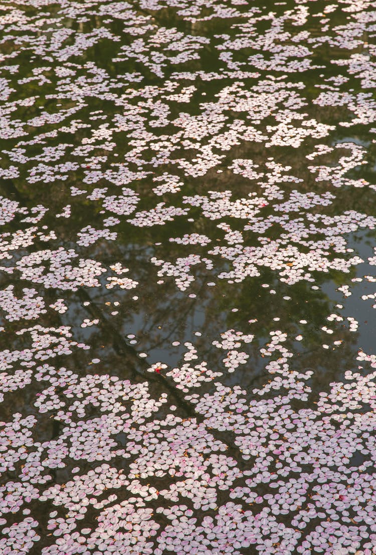 Fallen Flowers In Calm Water Of Pond