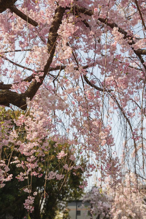 Blooming Sakura tree growing in park in daytime