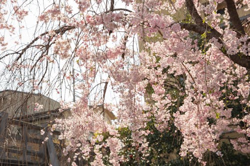 Low angle of blooming Sakura tree with gentle pink flowers growing in city park in daytime