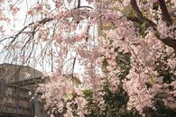 白天，城市公园里的樱花树低角度盛开，花朵呈柔和的粉红色