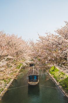 春天，一艘宁静的小船漂浮在日本京都樱花盛开的运河上