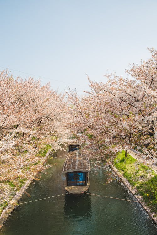 Boat floating on river channel among Sakura trees