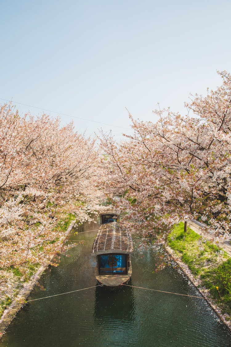 Boat Floating On River Channel Among Sakura Trees