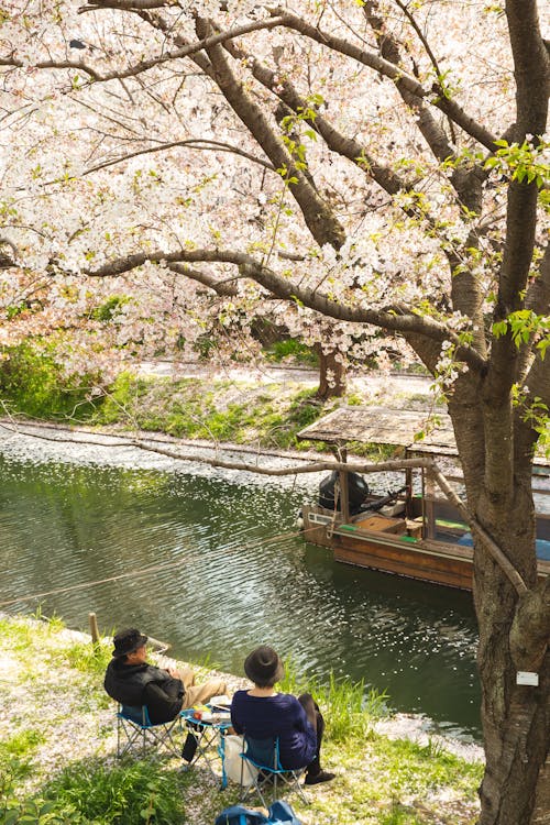 Back view of anonymous couple sitting on chairs on green embankment near rippling water of river under cherry blossom in sunny day