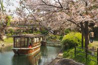 平静的河道风景如画，绿色公园里漂浮着东方船只，晴空下樱花盛开