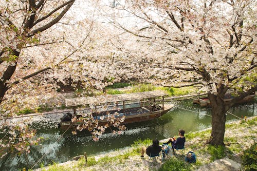 Couple chilling under blooming Sakura trees near river channel
