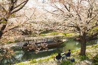 日本京都，一艘船静静行驶在樱花环绕的河上，景色宁静