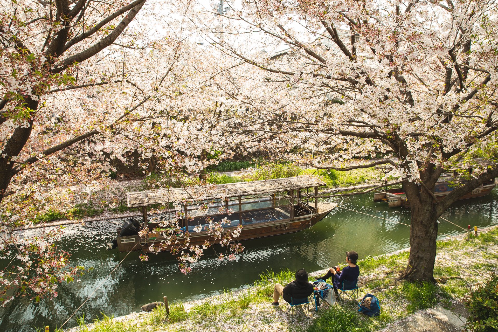 Couple chilling under blooming Sakura trees near river channel