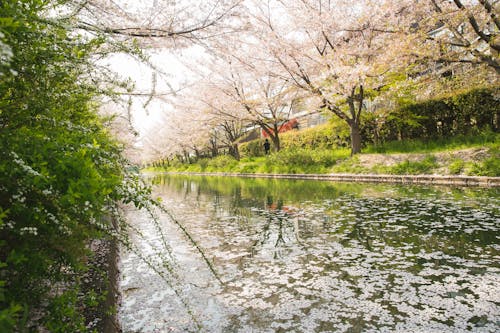 Picturesque scenery of calm river channel surrounded by blooming Sakura trees and green grass in daytime