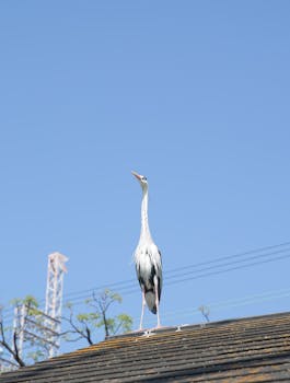 一只苍鹭站在屋顶上，以蔚蓝天空为背景，展现了城市环境中野生动物的美丽