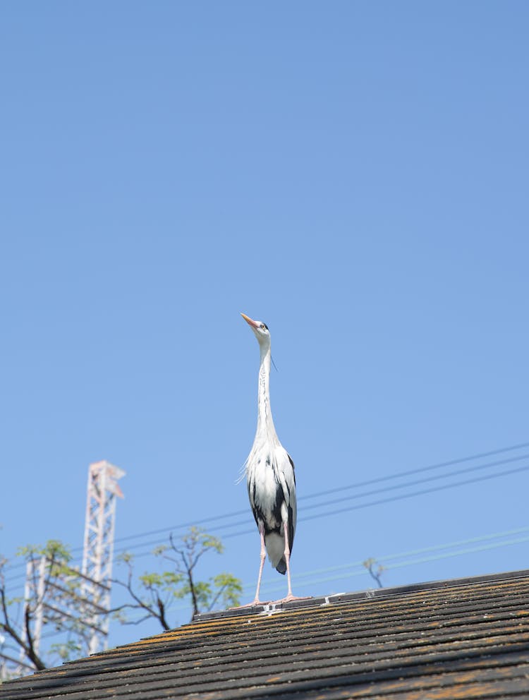 Big Grey Heron Standing On Shabby Roof Of House On Sunny Day