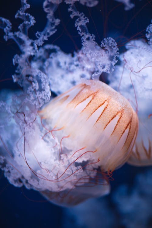 Closeup of white and orange huge jellyfish with long tentacles swimming in deep blue water