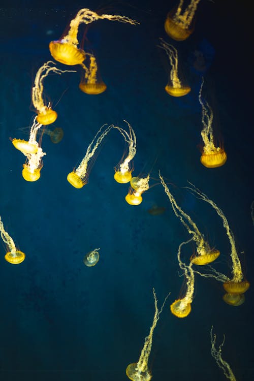 Closeup of yellow flock of jellyfishes swimming upside down in illuminated blue water in aquarium