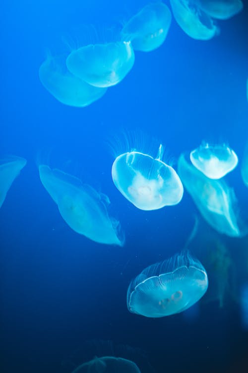 Free Group of jellyfishes in blue dark water Stock Photo
