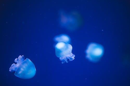 Closeup of small jellyfishes floating together underwater in deep blue sea on blurred background