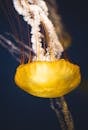 一只引人注目的黄色水母优雅地漂浮在宁静的水下环境中