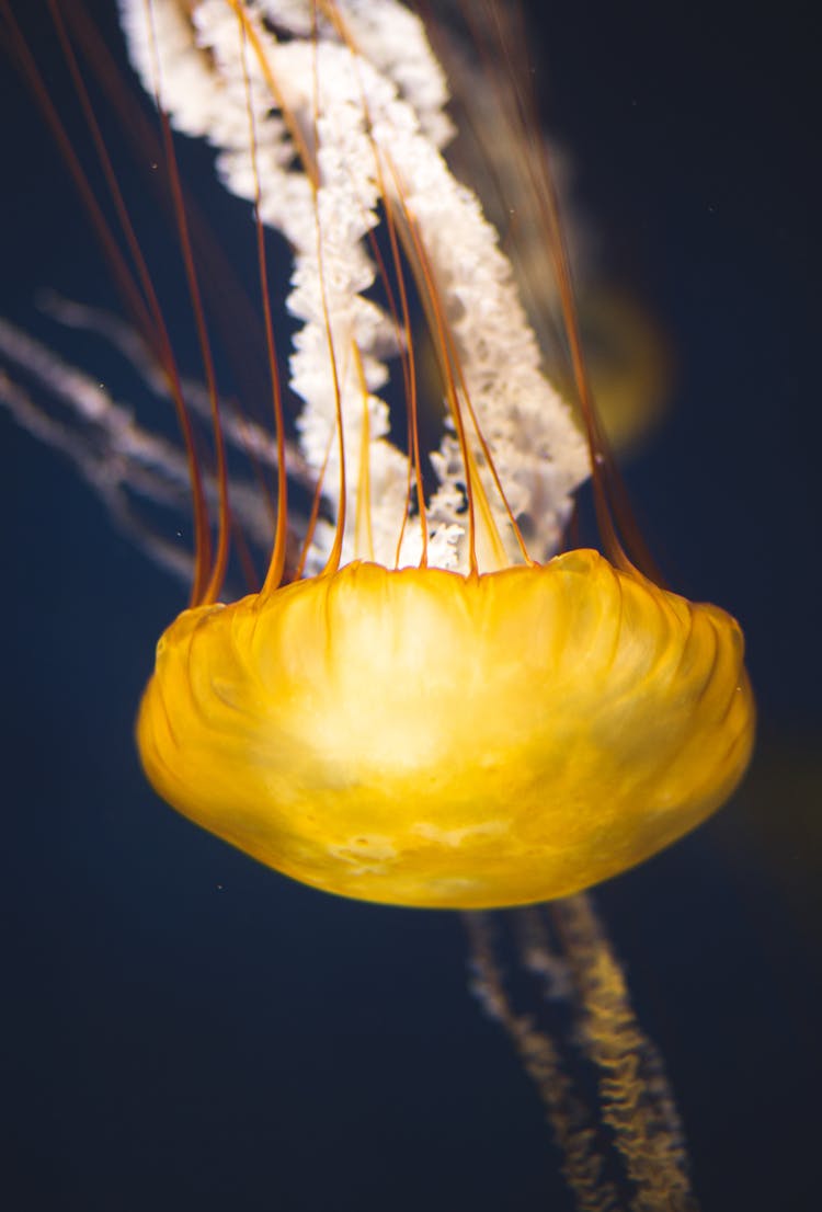 Jellyfish With Long Tentacles Floating In Dark Water