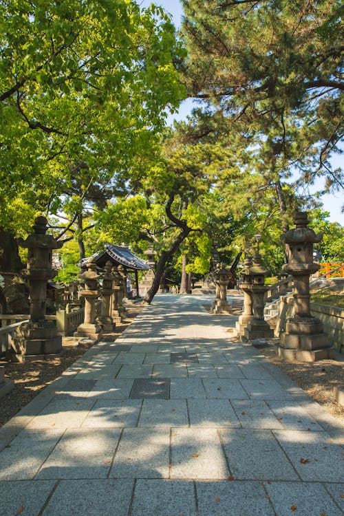 Narrow long alley located between aged stone lanterns and tall evergreen trees in oriental park on cloudless sunny weather