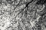 From below of plant with long trunks and twigs under gloomy nasty sky