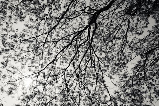 From below of plant with long trunks and twigs under gloomy nasty sky
