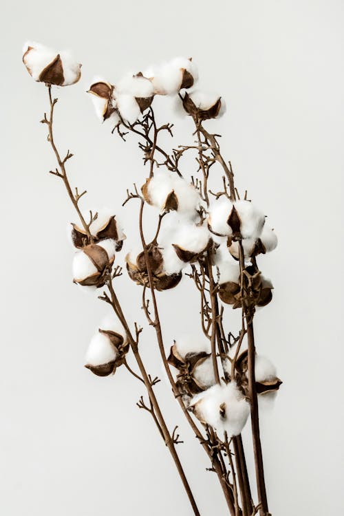 免费 白花与棕色的茎 素材图片