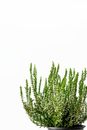 Green Calluna Plant Against White Background