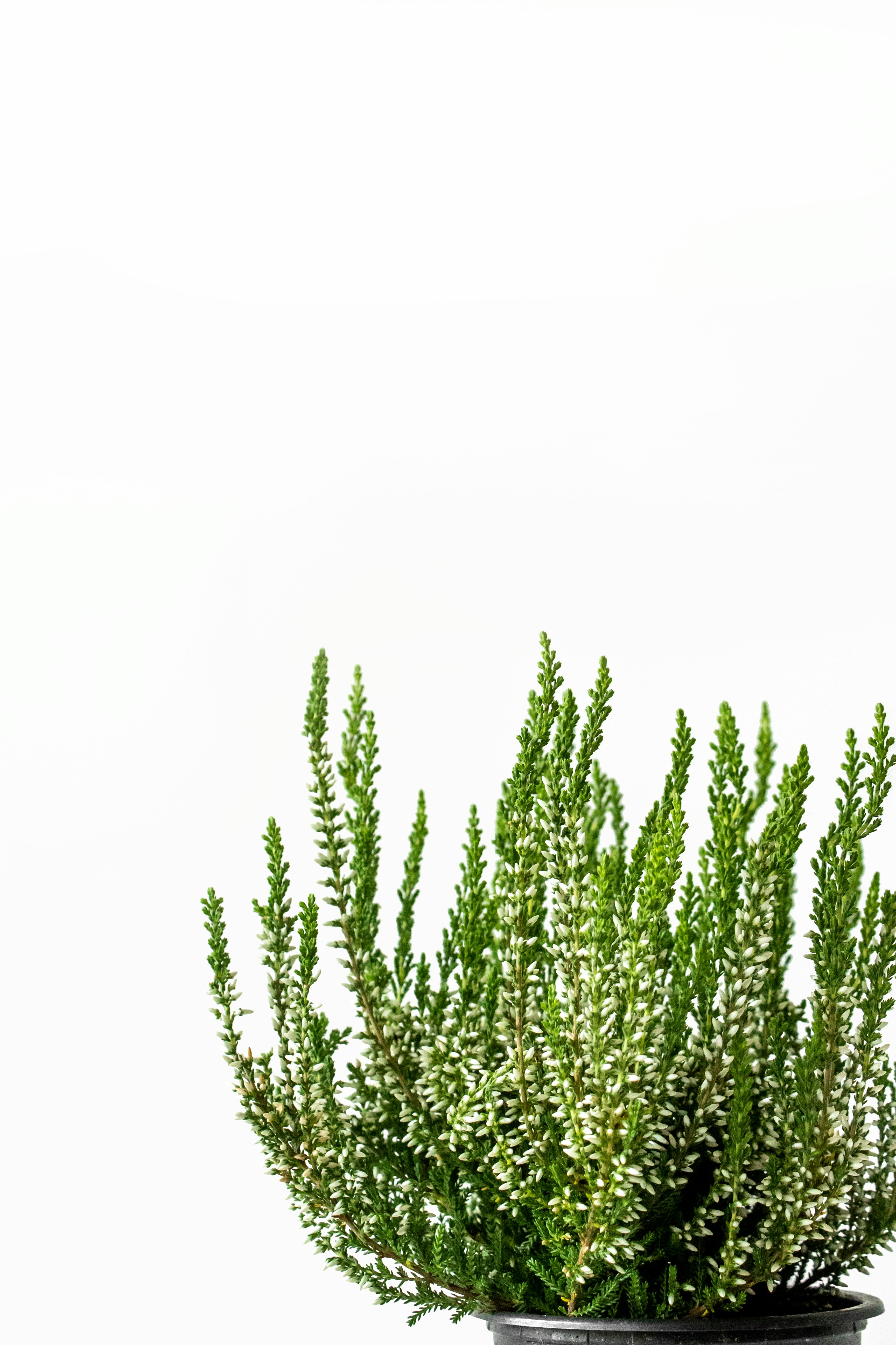 Ling Photos, Download The BEST Free Ling Stock Photos & HD Images