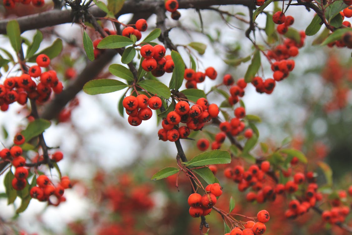 бесплатная Бесплатное стоковое фото с выборочный фокус, выращивание, красные ягоды Стоковое фото