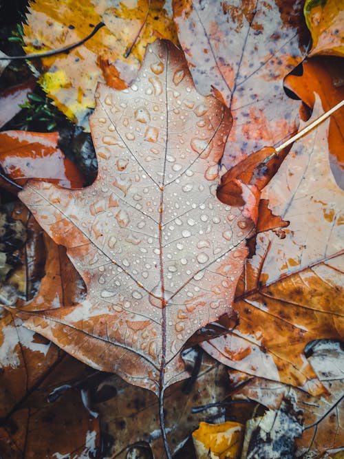 Maple Leaves on the Ground