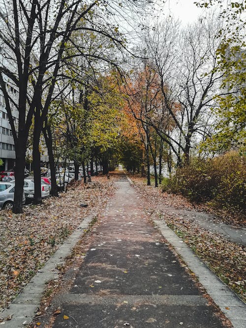A Pathway Between Trees