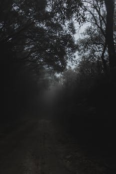 Wet road among murk forest with tall trees with lush foliage on branches in foggy morning in summer in countryside