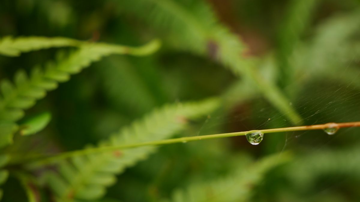 Botanical detail of fern with water droplets — Ironwood Tree Co. stump grinding service