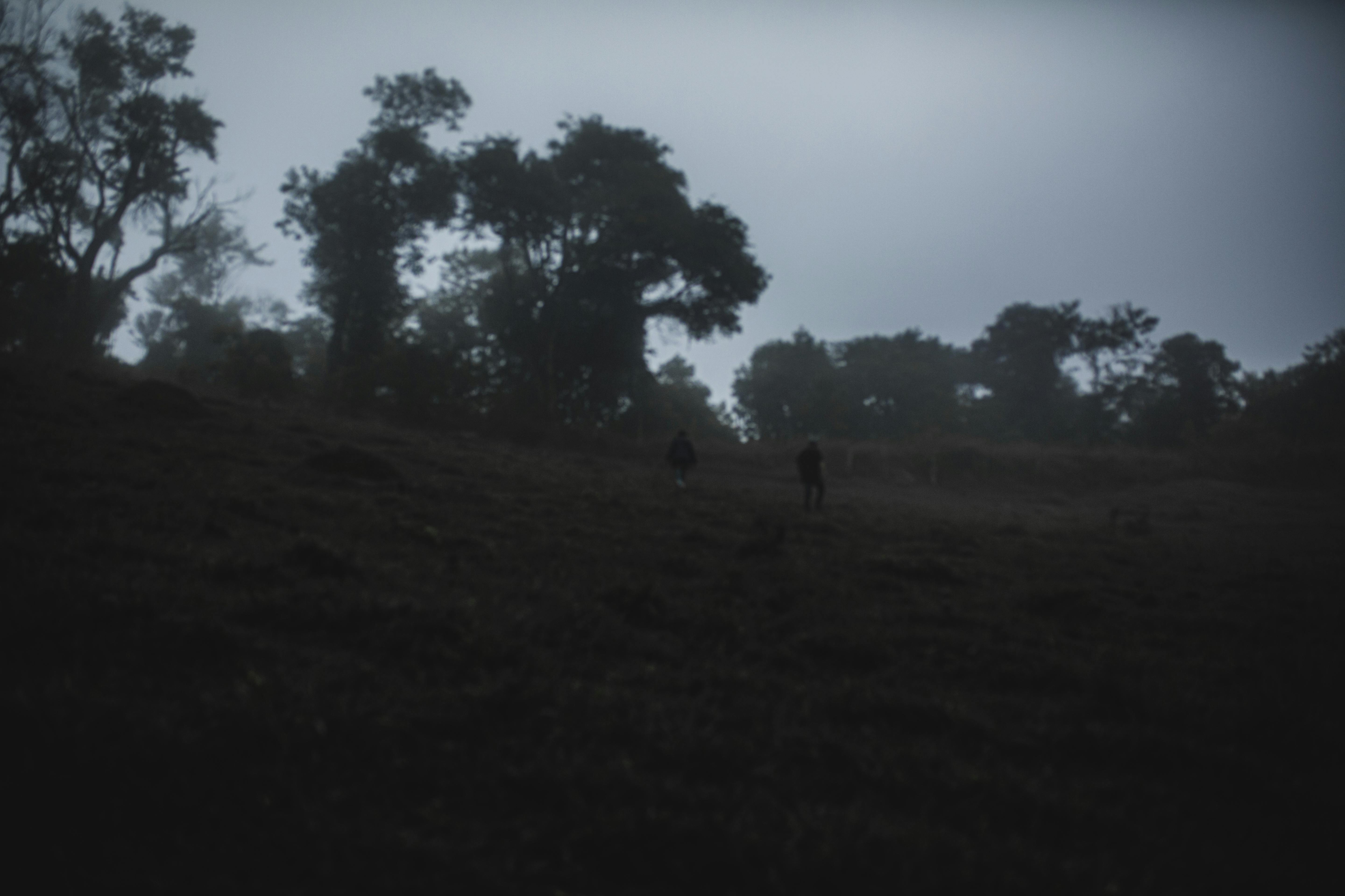 Carpet Beetles in Queens Homes: Identifying and Eliminating a Hidden Fabric Pest