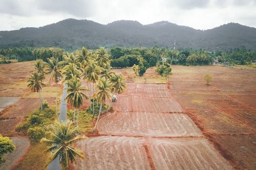 Drone view of fields for planting agricultural crops growing with long palms against hills covered with woods