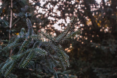 Free stock photo of christmas tree, needles, spruce