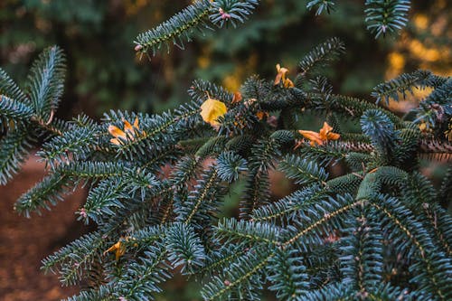 Ilmainen kuvapankkikuva tunnisteilla bokeh, havupuinen, havupuut