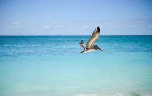 Free Gray and White Pelican Flying Above Large Body of Water Stock Photo