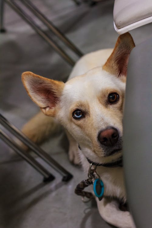 Δωρεάν στοκ φωτογραφιών με λευκό σκυλί, μάτια, μάτια σκύλου