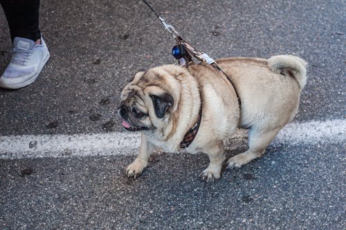北京人, 狗, 狗繩 的 免费素材图片