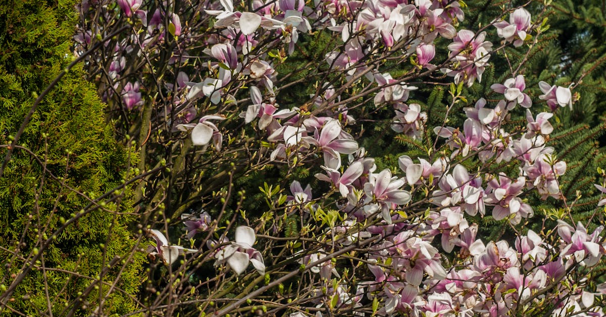 Free stock photo of flowers, magnolia, pink flowers