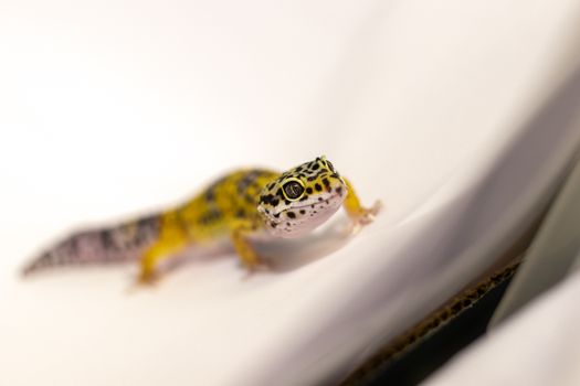 Close-Up Shot of Leopard Gecko on White Textile