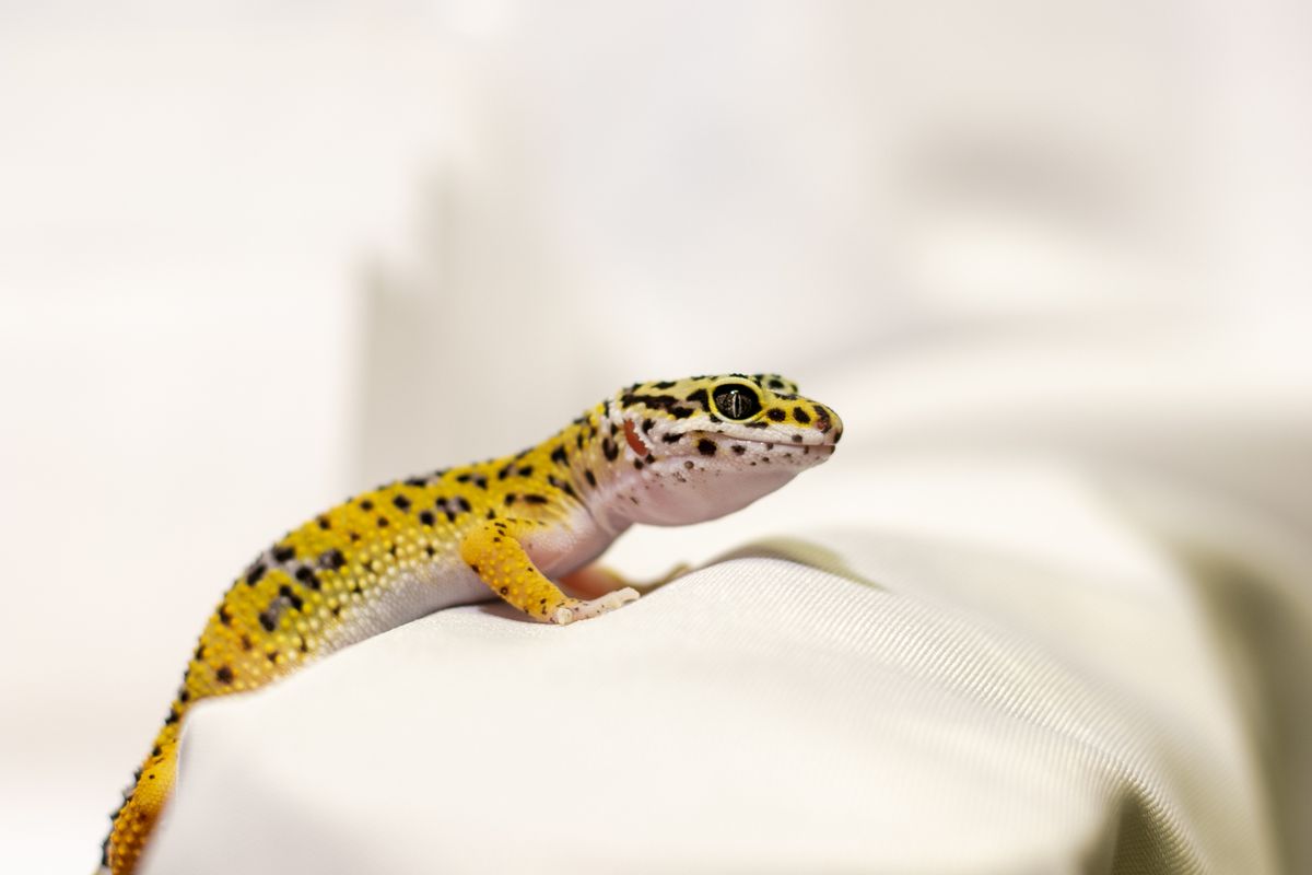 Gelber, schwarz gepunkteter Leopardgecko auf hellem Stoff mit klarem, offenem Auge